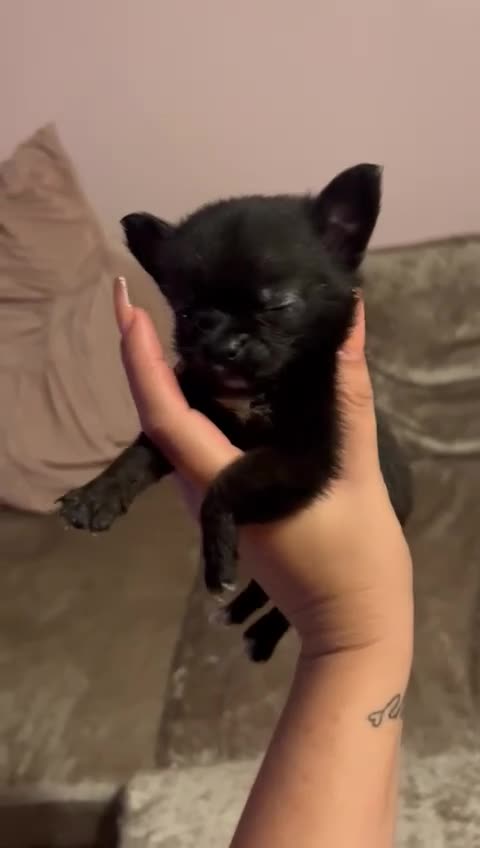 Pomchi dogs for sale: 5 beautiful xs pomchi (open to offers) - Video 2