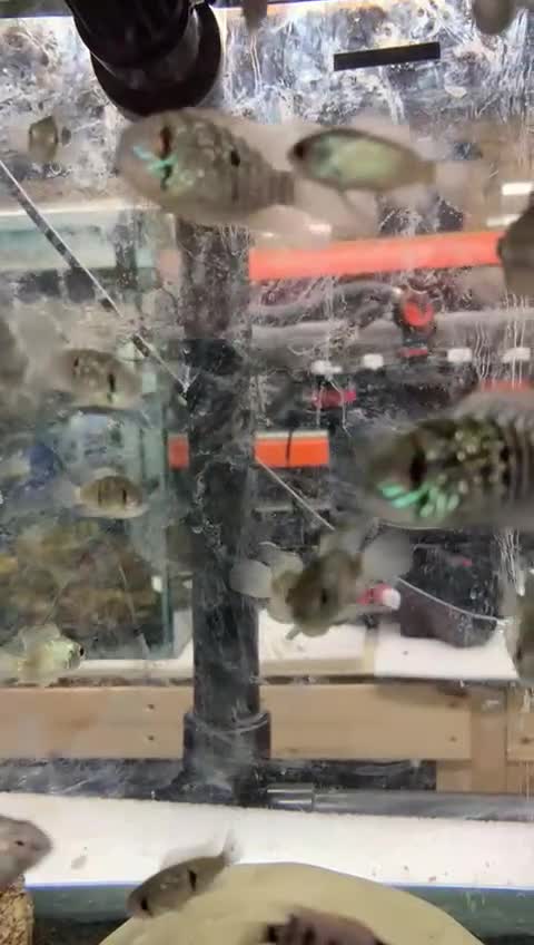 Cichlids fish for sale: Blue Acara juveniles in Hitchin - Video 1