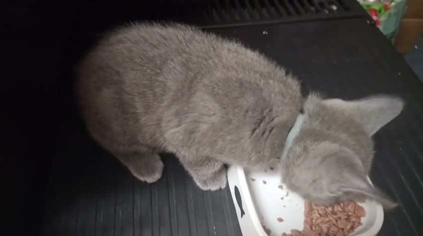Russian Blue cats for sale: Russian Blue Kittens -ALL BOYS, UREDY TO GO 11.09 - Video 3