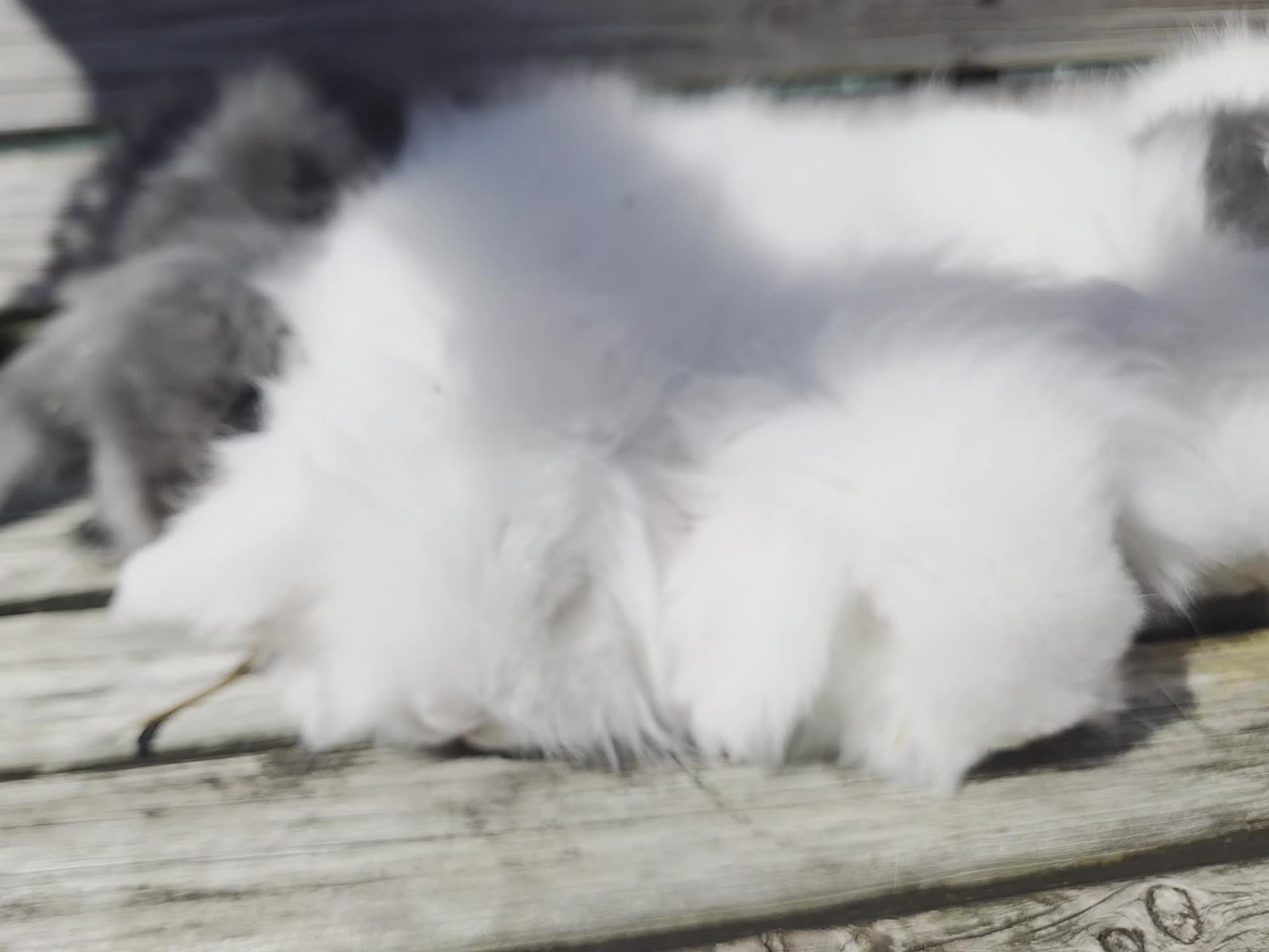 Angora rabbits for sale: Teddywidders ready to go now  - Video 1