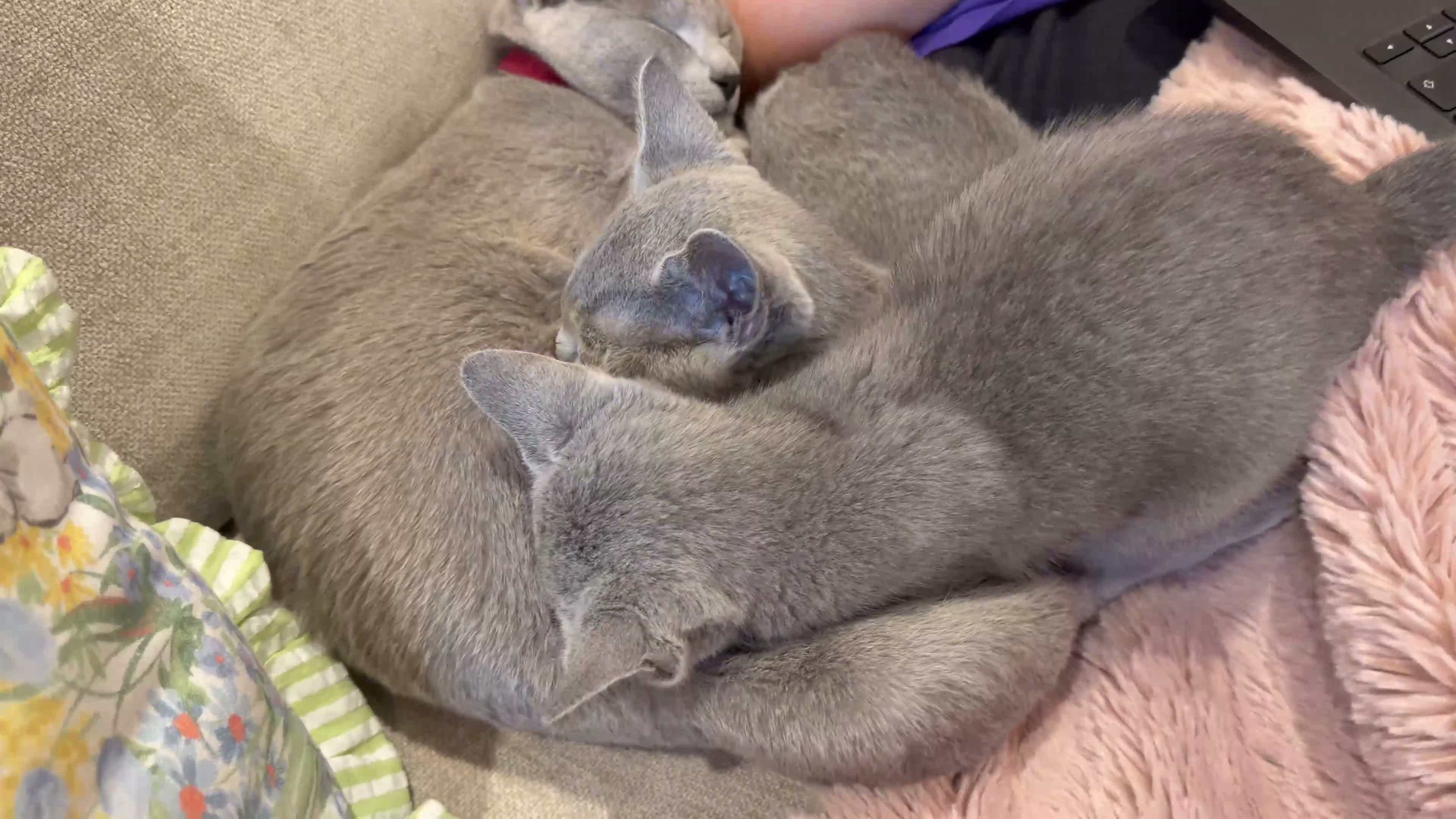 Russian Blue cats for sale: Gorgeous TICA Russian Blue Kittens - Video 1
