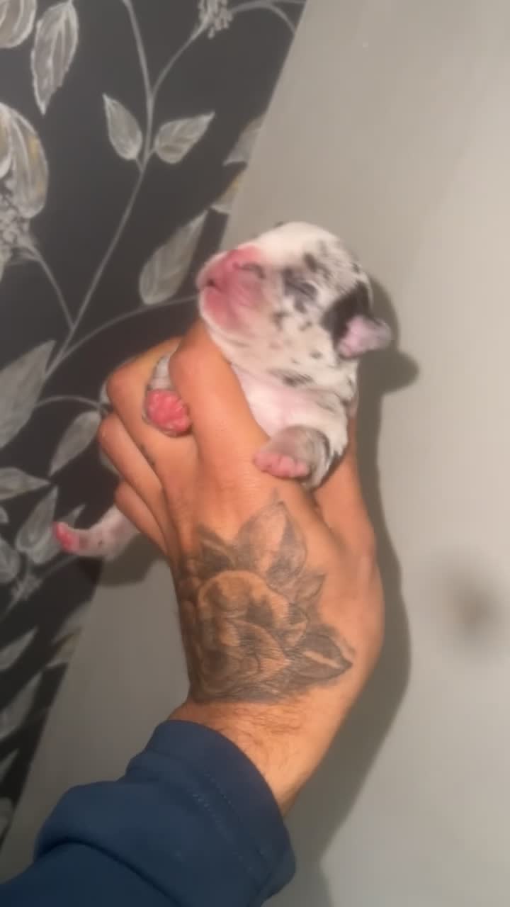 Mixed Breed dogs for sale: Gorgeous litter of frenchieXpocket bully  - Video 2