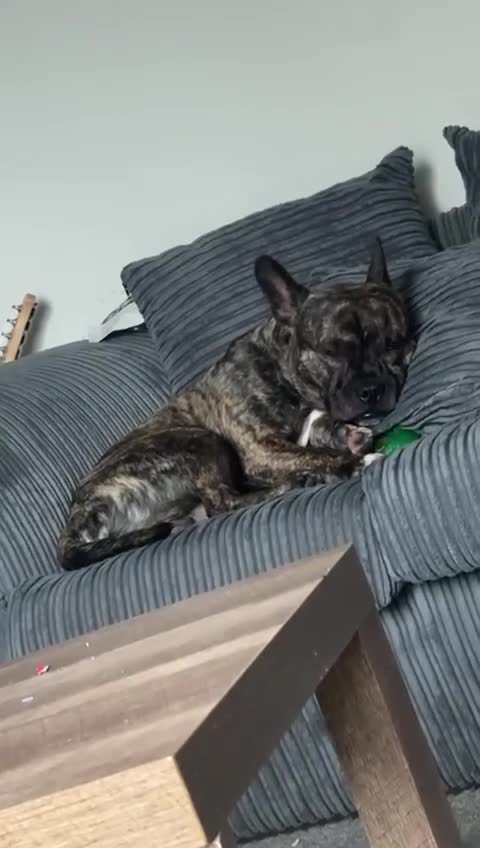 Mixed Breed dogs for sale: Staff x French bull dog looking for forever home - Video 1