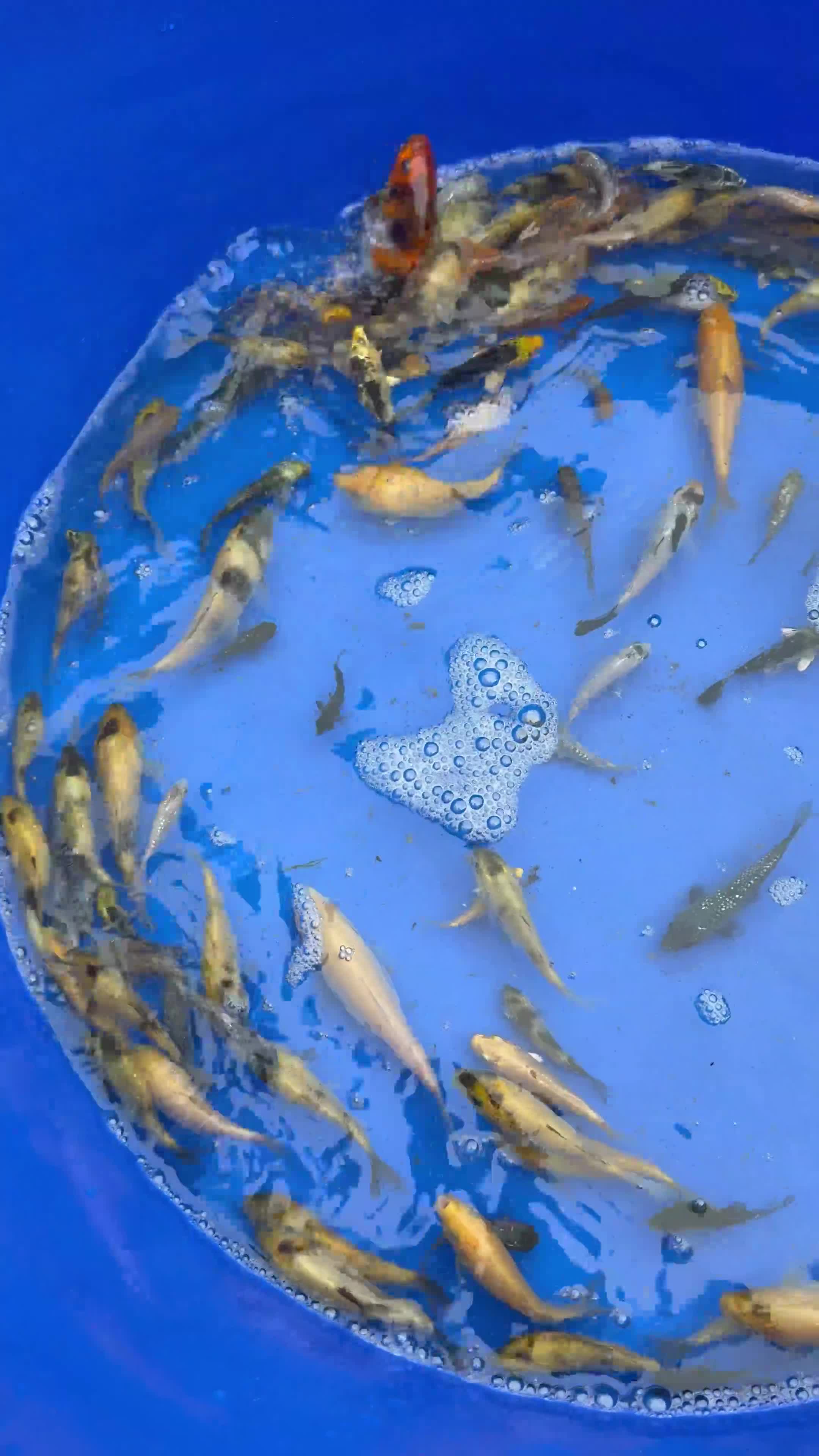 Koi Carp fish for sale: Koi carp - Video 3