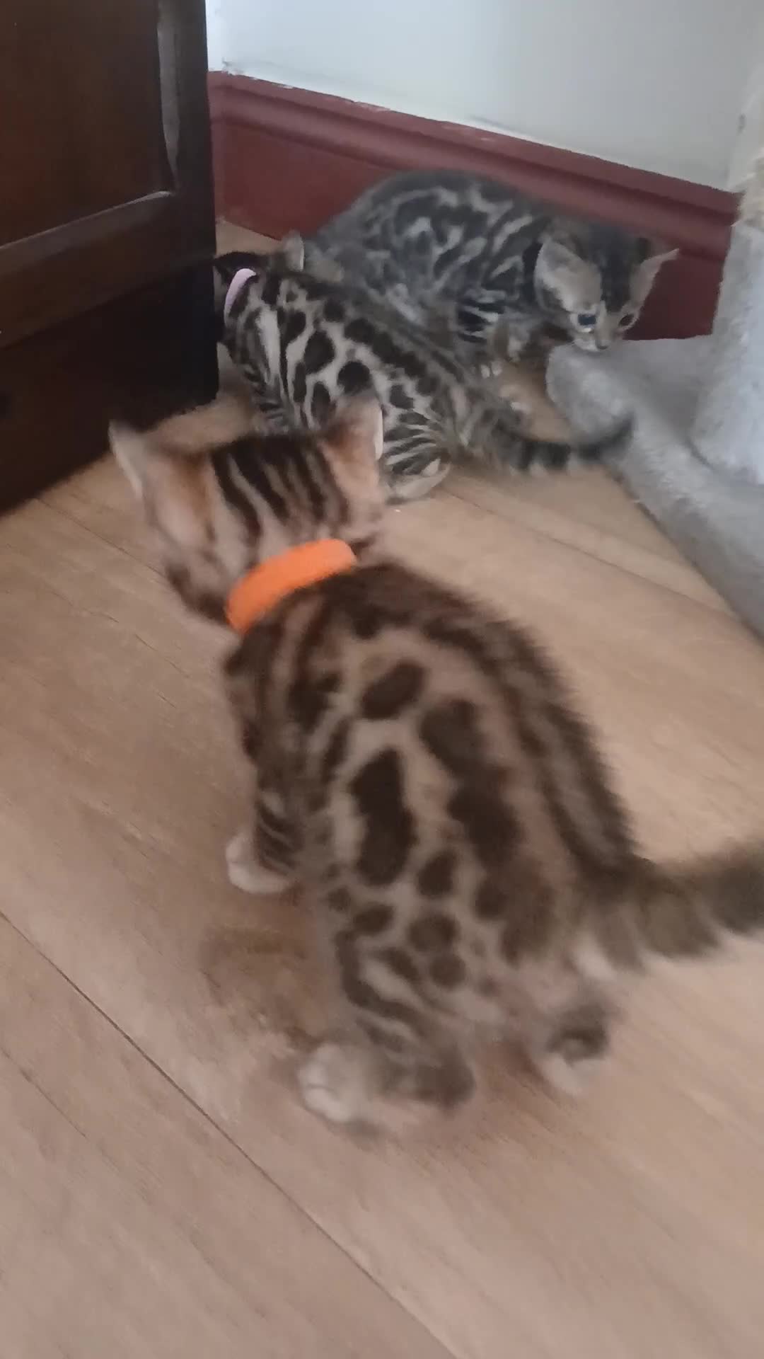 Bengal cats for sale: NEW PRICE ONLY 1 BENGAL BEAUTY LEFT ‼️‼️❣️ - Video 4