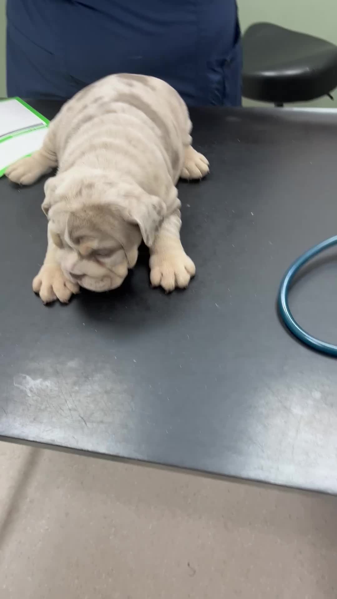 English Bulldog dogs for sale: 💎 English Bulldog Puppies!  1🌸- Girl left 🏡  - Video 2