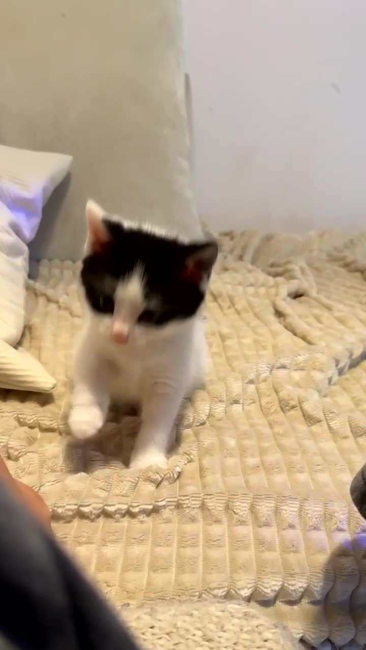 British Longhair cats for sale: Male kitten available  - Video 2
