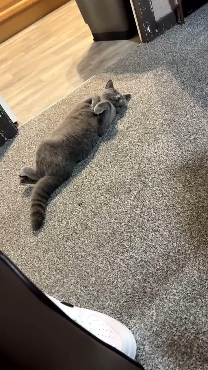 British Shorthair cats for sale: Lovely  Cats Looking for a Loving Home - Video 1
