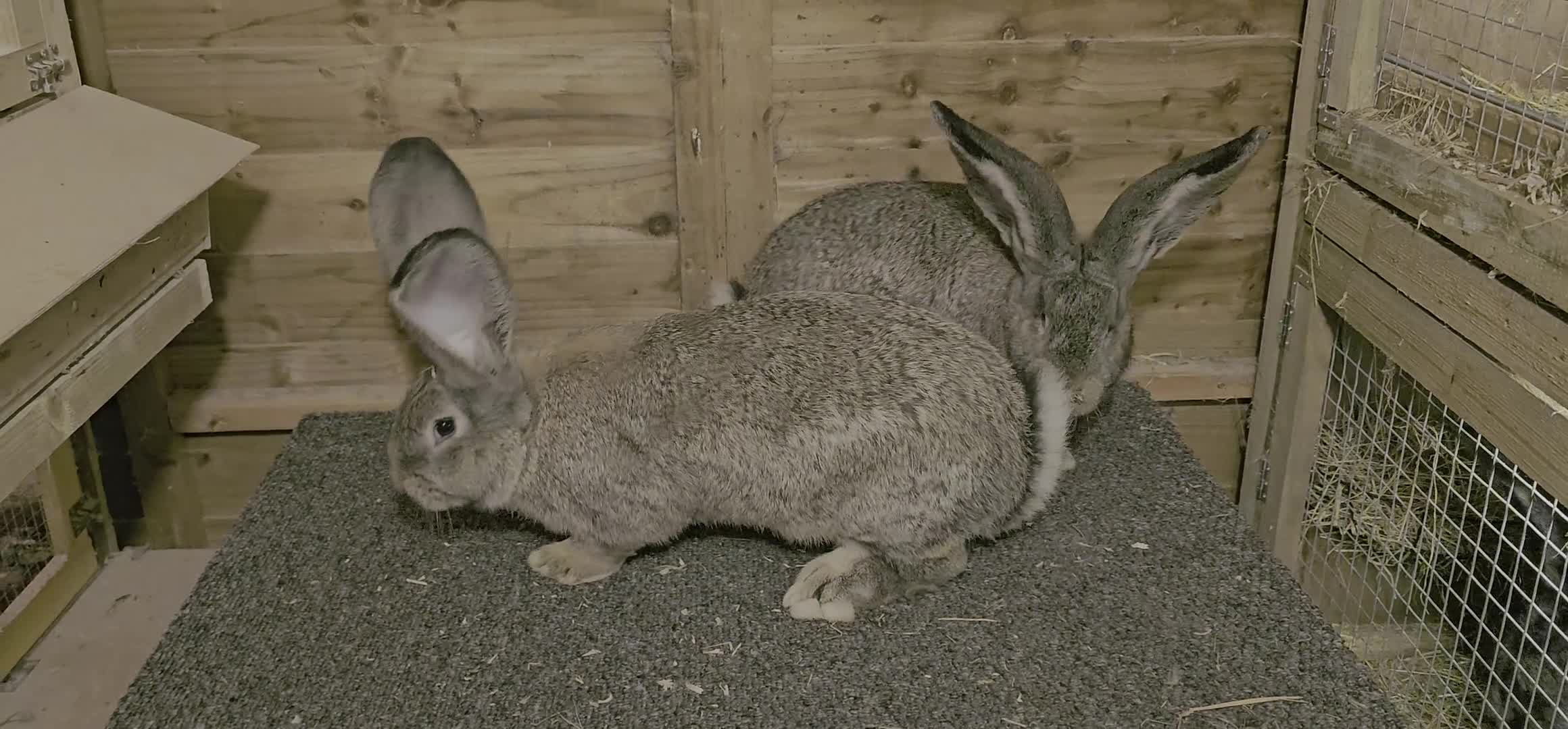 Continental Giant rabbits for sale: Continental giants - Video 1