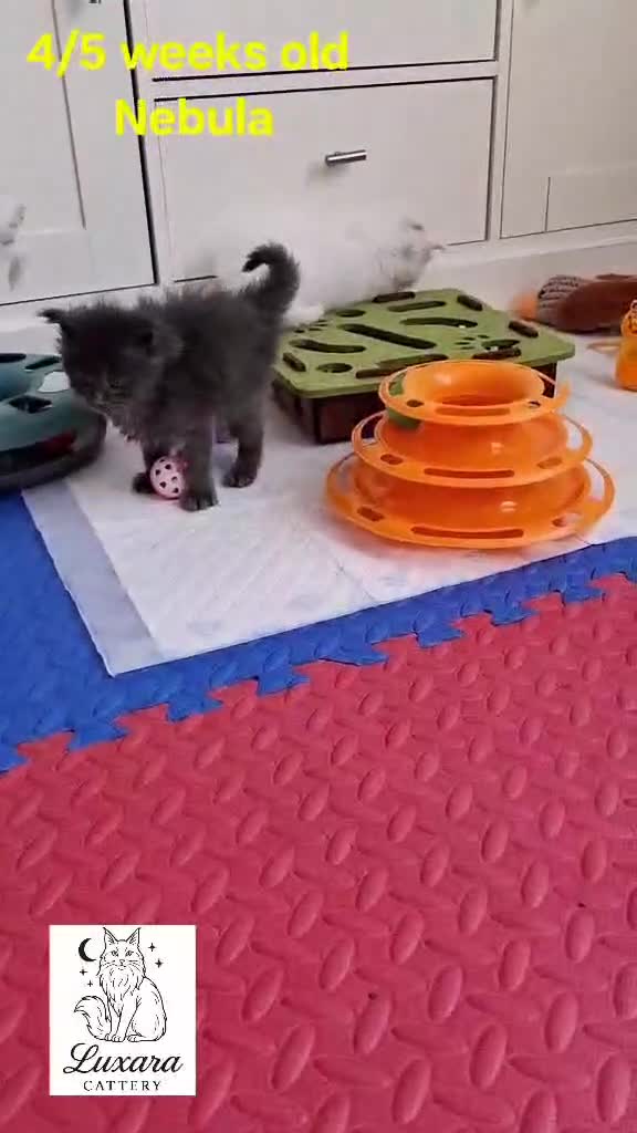 Maine Coon cats for sale: Adorable Purebred Maine Coon Kittens–GCCF/Pedigree - Video 3