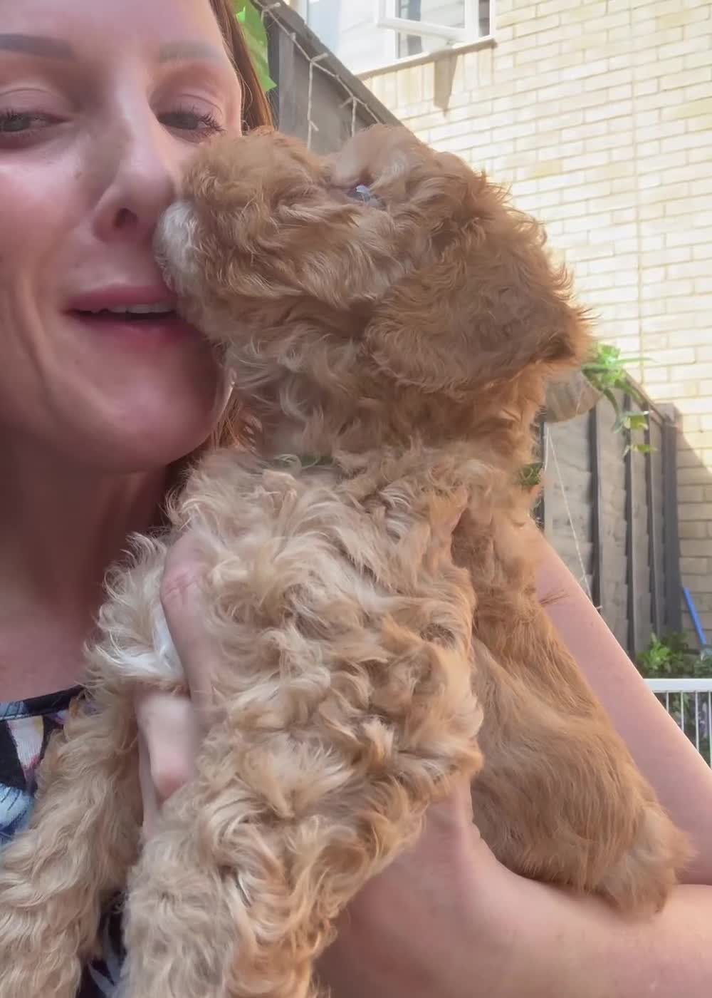 Labradoodle dogs for sale: 🐾 Health Tested F1B Mini Labradoodle Puppies 🐾 - Video 1