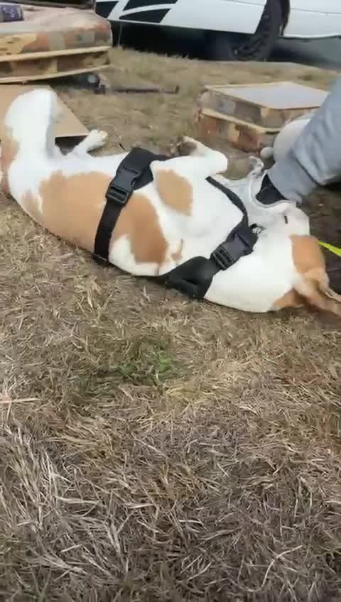 Mixed Breed dogs for sale: Beagle for sale  - Video 1