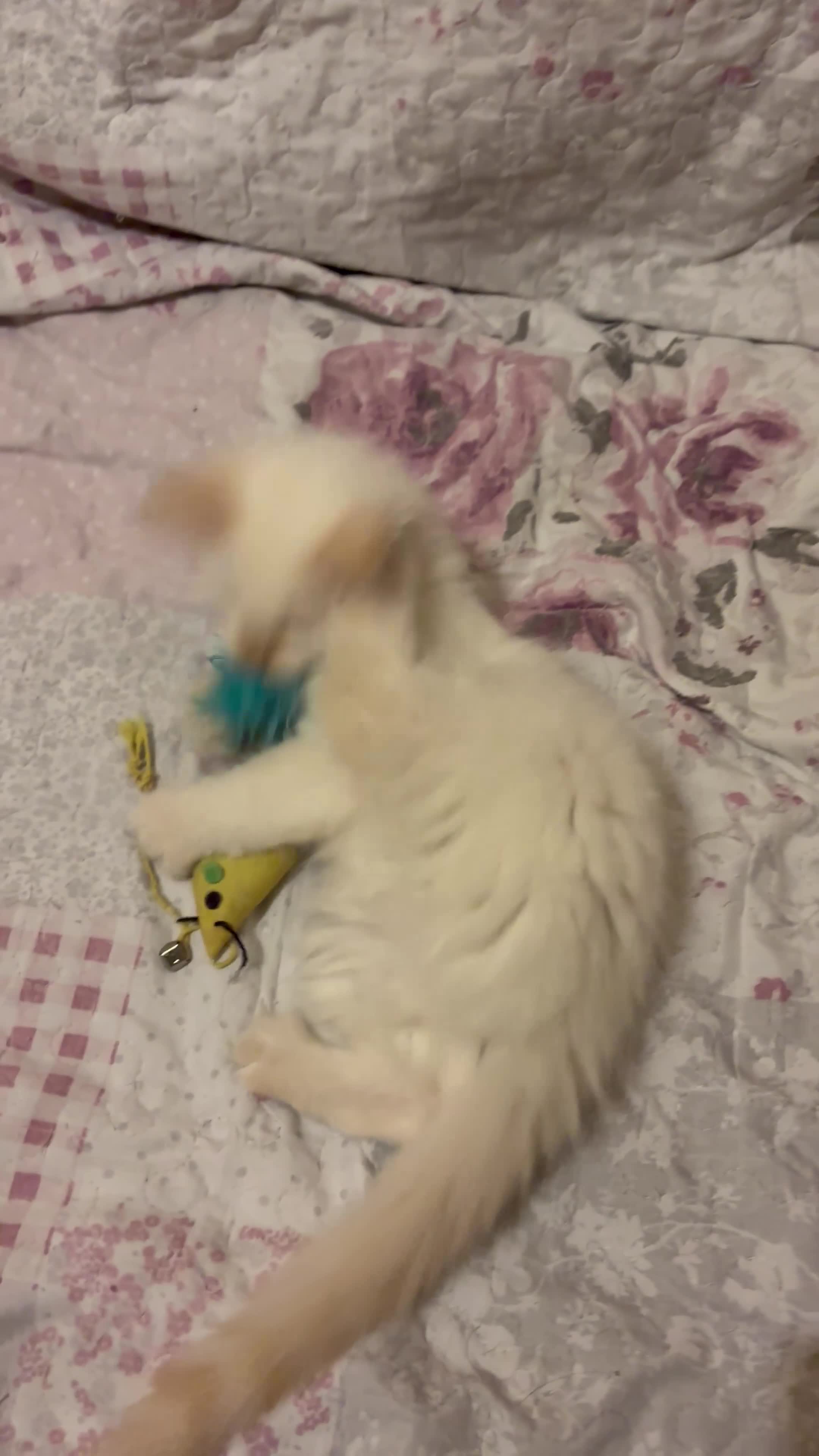 Ragdoll cats for sale: Male kitten ONE LEFT, Ragdoll dad, mum Siamese - Video 3