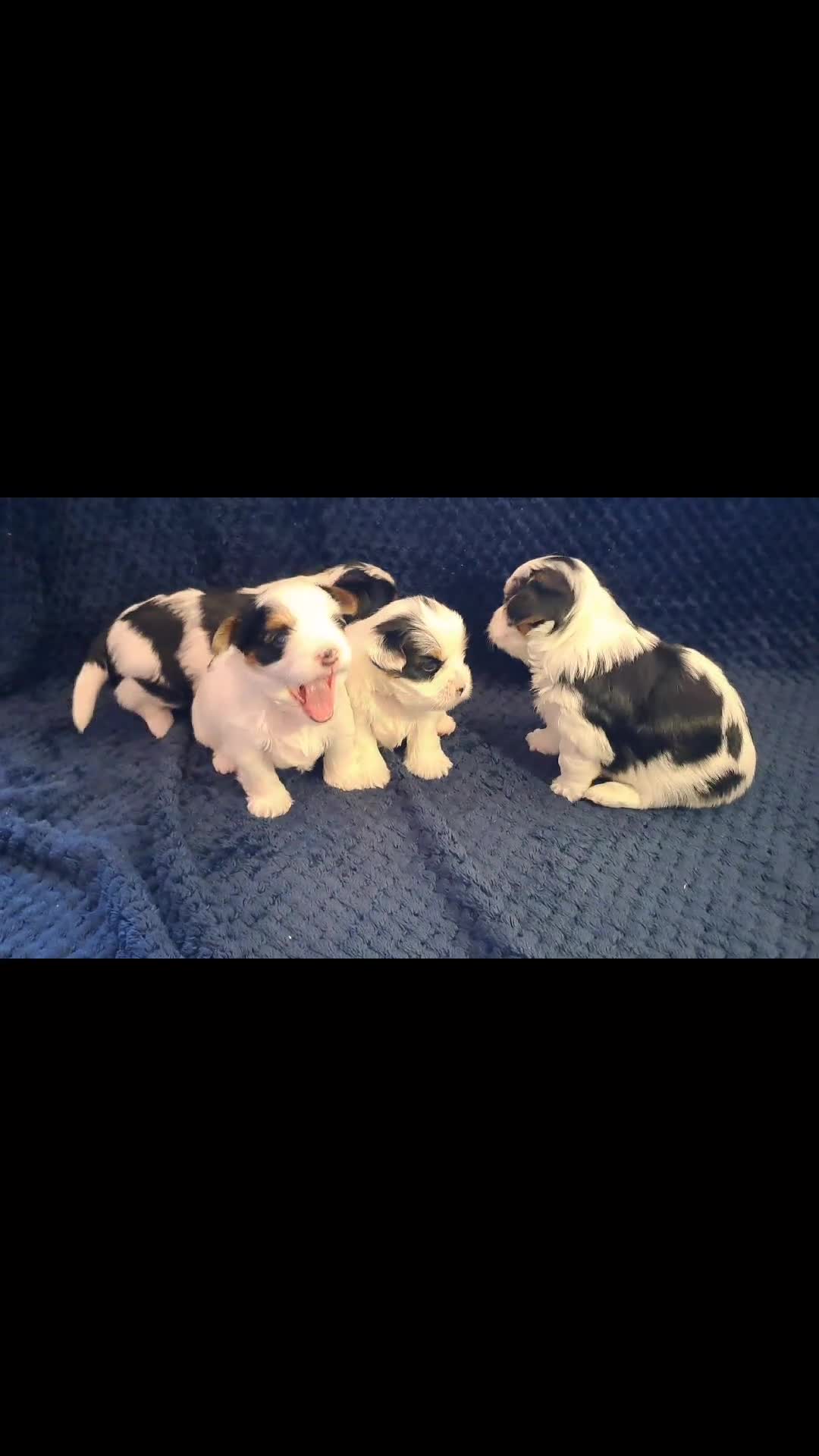 Biewer Terrier dogs for sale: Last Beautiful Biewer Boy left❤️ - Video 4