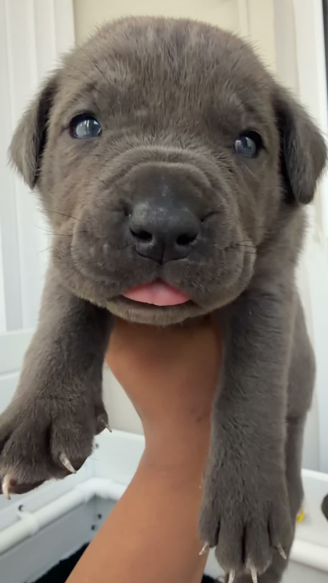 Cane Corso dogs for sale: Cane Corso Puppies – 2 Males & 4 Females in Bradford - Video 1