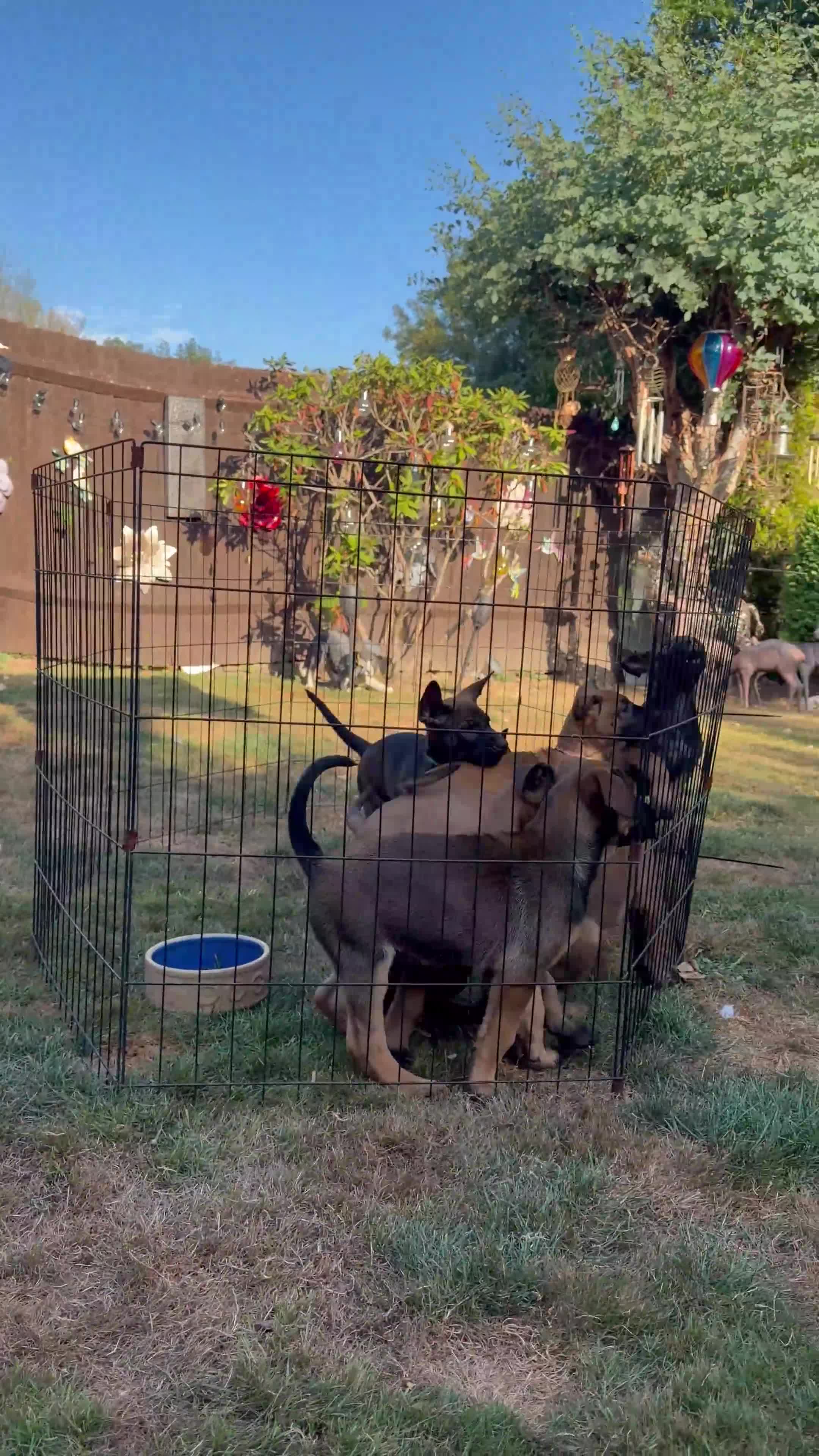 Belgian Shepherd Dog dogs for sale: Belgian Malinois puppies for sale!  - Video 1