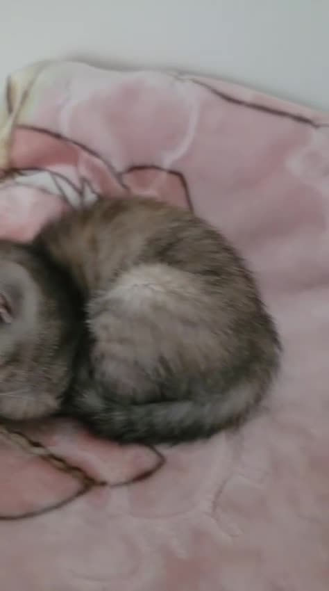 British Shorthair cats for sale: mimi beautiful female shorthair - Video 1