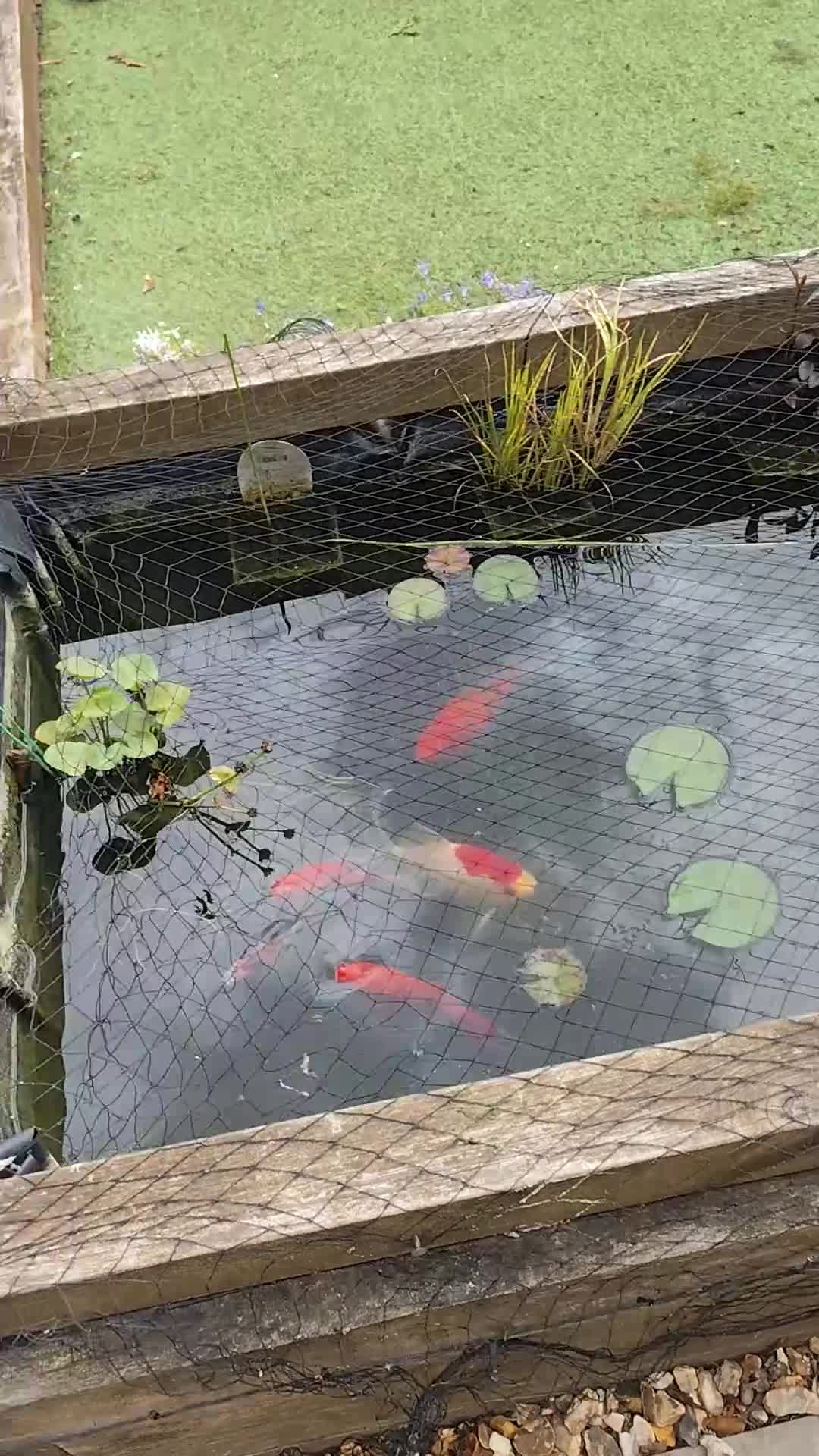 Goldfish fish for sale: Pond goldfish & equipment  - Video 1