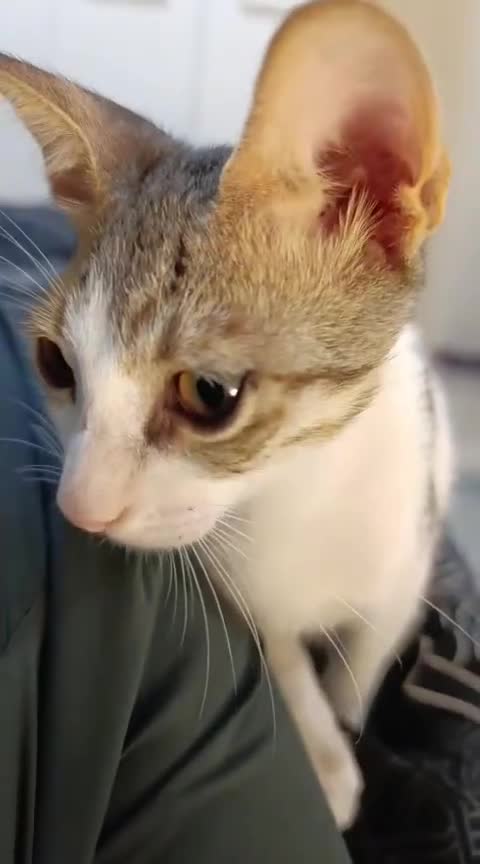 Mixed Breed cats for adoption: DANI - BUNDLE OF CUDDLES-FUN NEUTERED  - Video 4