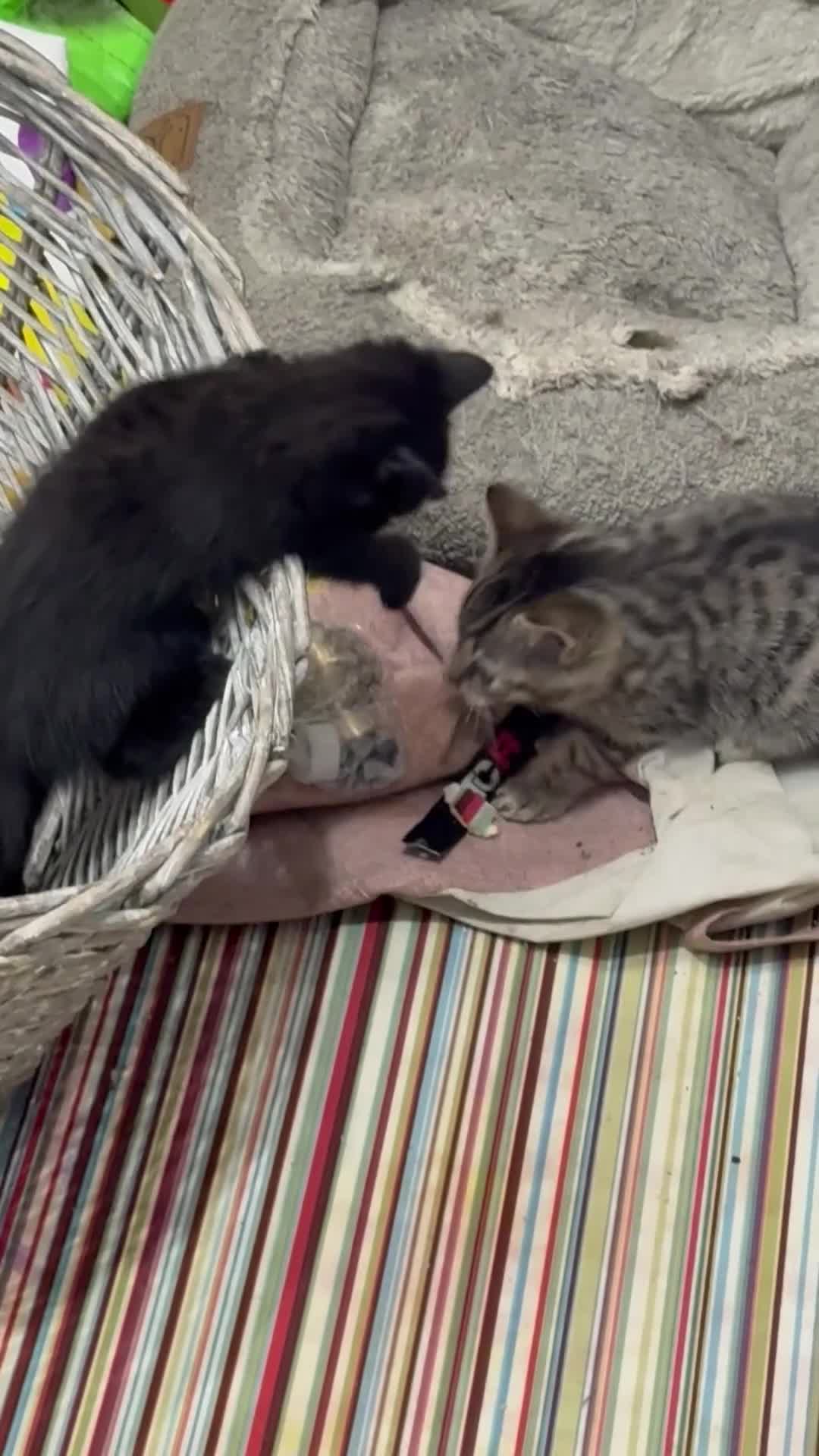 Bengal cats for sale: Bengal kittens  - Video 1