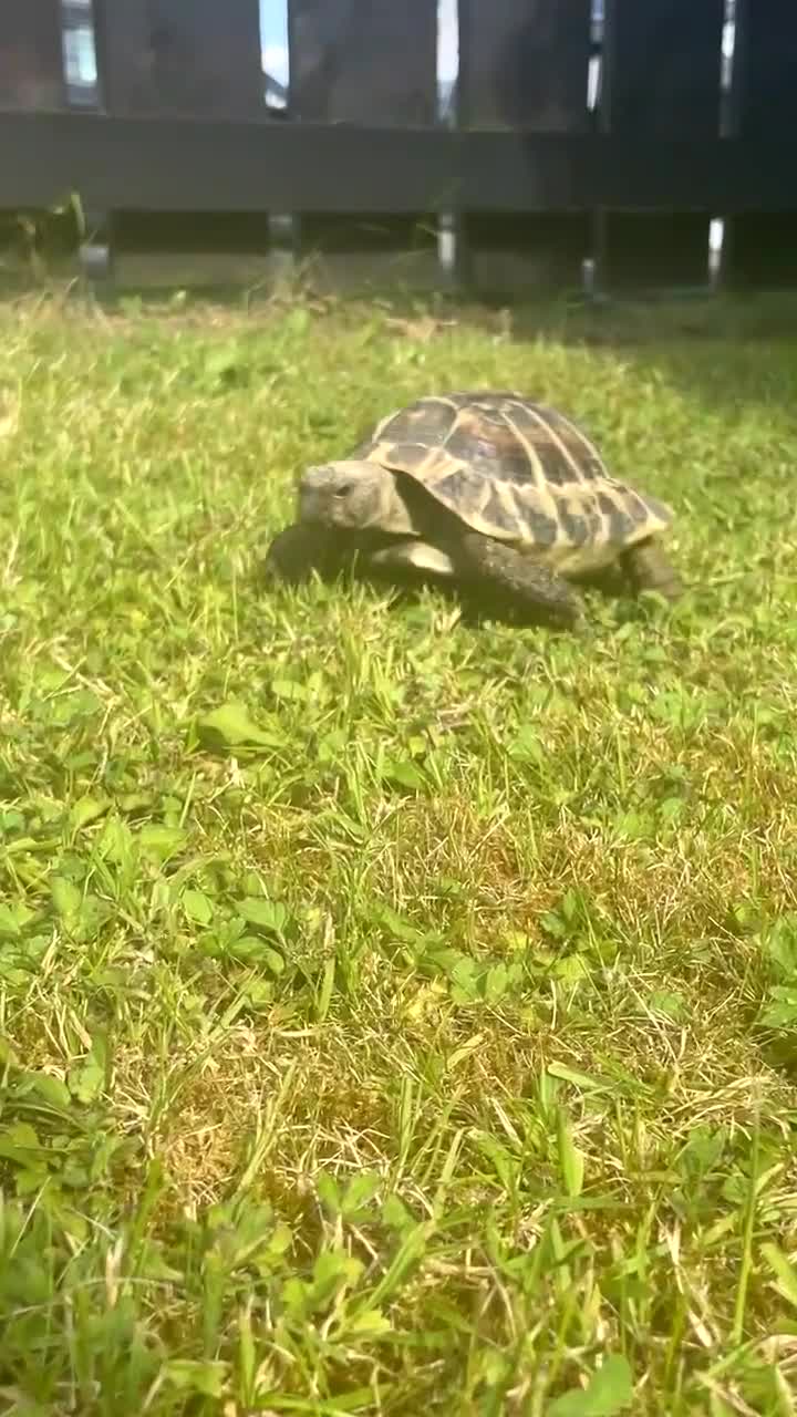 Hermann Tortoise reptiles for sale: Salad the tortoise  in Newry - Video 3