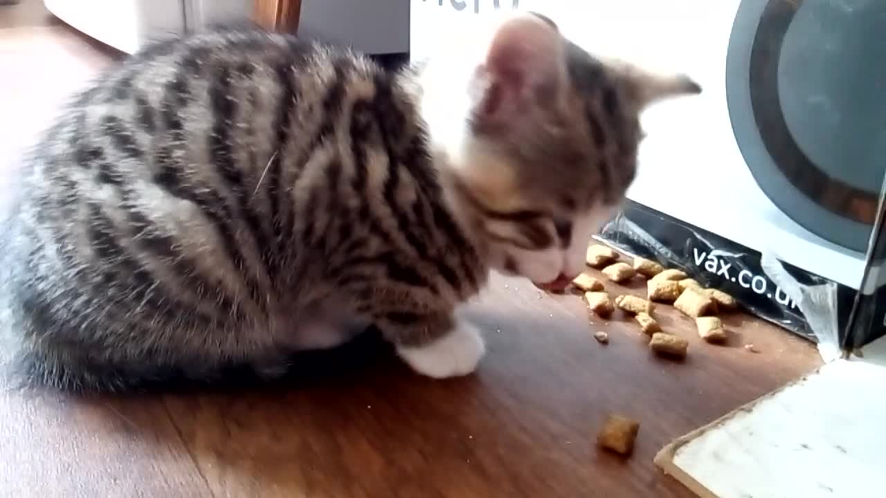 Mixed Breed cats for sale: Three 8 Weeks Old Female Kittens in Romford - Video 2