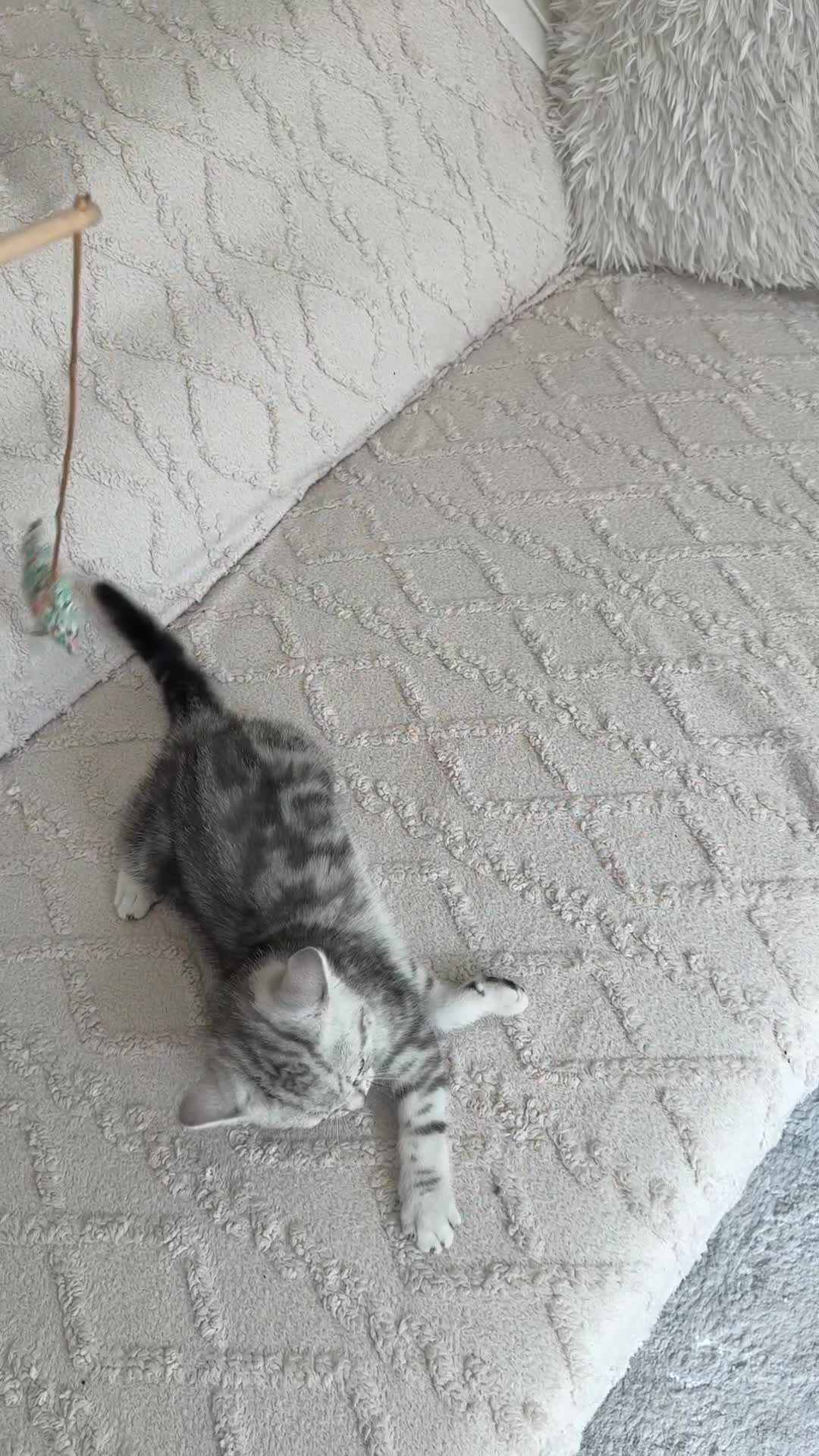 Scottish Fold cats for sale: Beautiful Scottish Straight Silver Tabby Male 🐾🤍 in Barking - Video 2