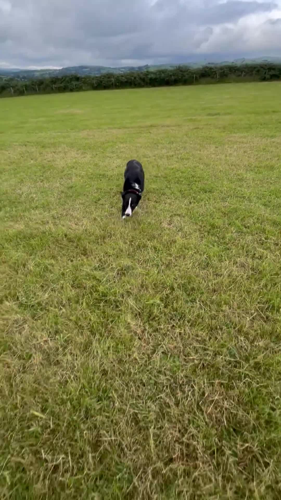 Border Collie dogs for sale: Bess - 2 year old bitch - Video 1