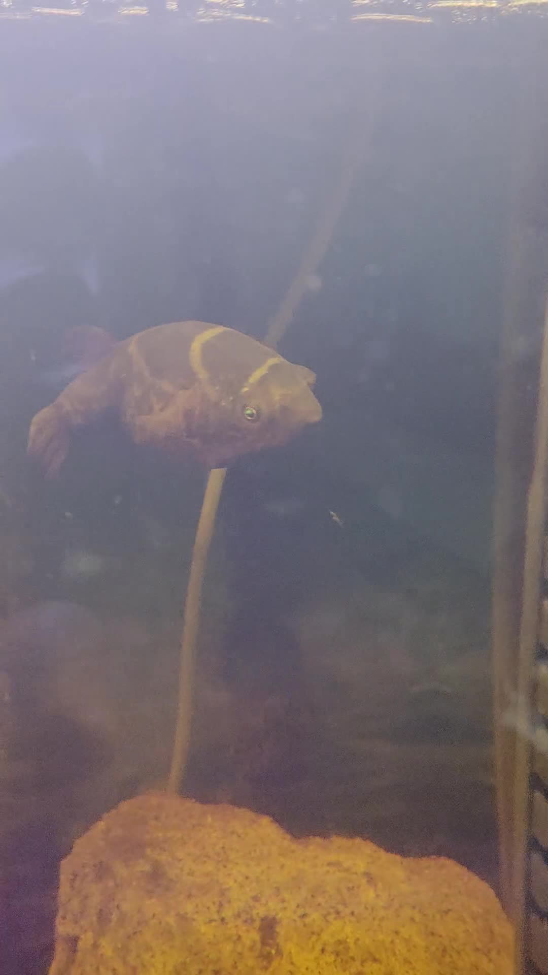 Pufferfish fish for sale: Topax puffer fish  in Wolverhampton - Video 1