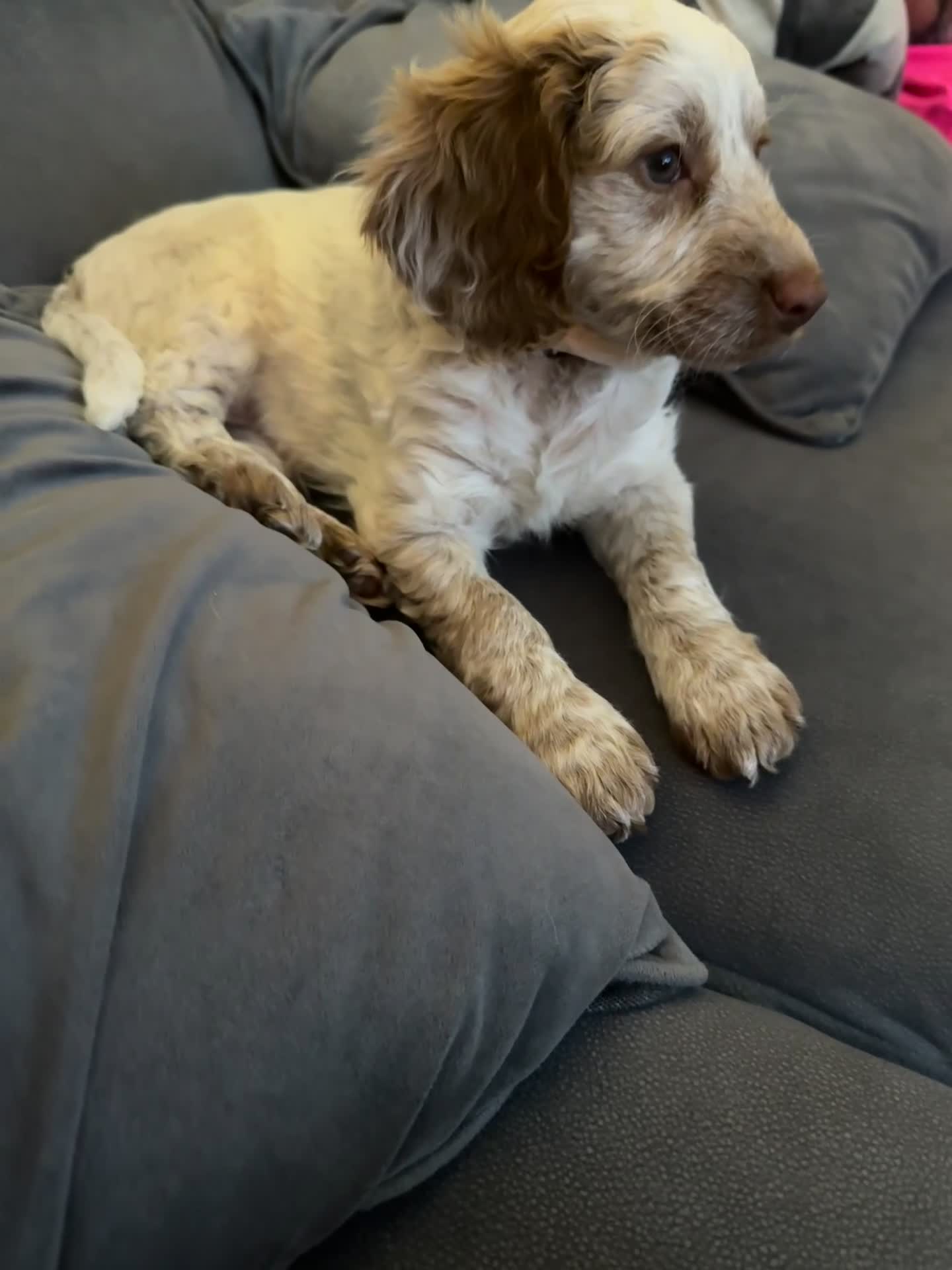 Cockapoo dogs for sale: F1 Cockapoos ..5🌟licenced breeder - Video 1