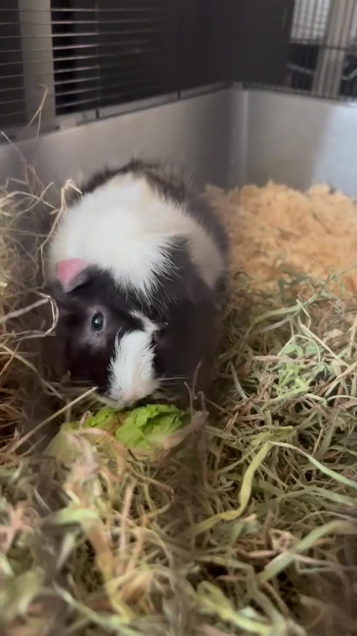 Guinea Pig rodents for sale: Male entire guinea pig - Video 1