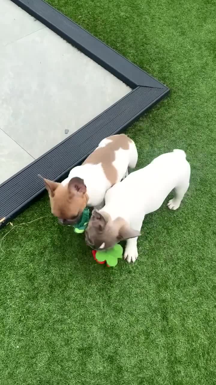 French Bulldog dogs for sale: French Bulldog Puppies for Rehoming in Abergele - Video 1