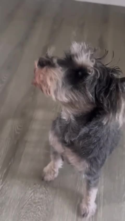 Schnauzer dogs for sale: sweet schnauzer available - Video 3
