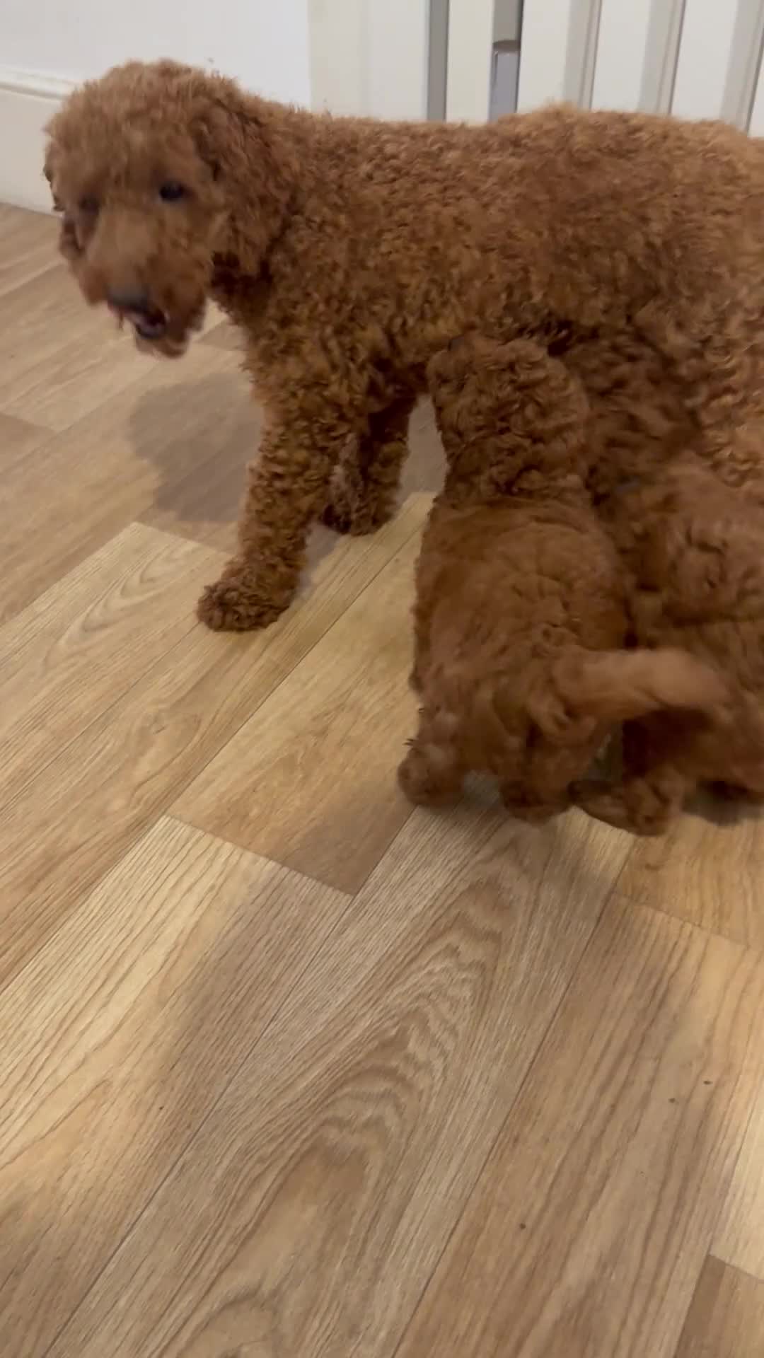 Toy Poodle dogs for sale: ✨Toy Poodle Puppies 🌟 - Video 1