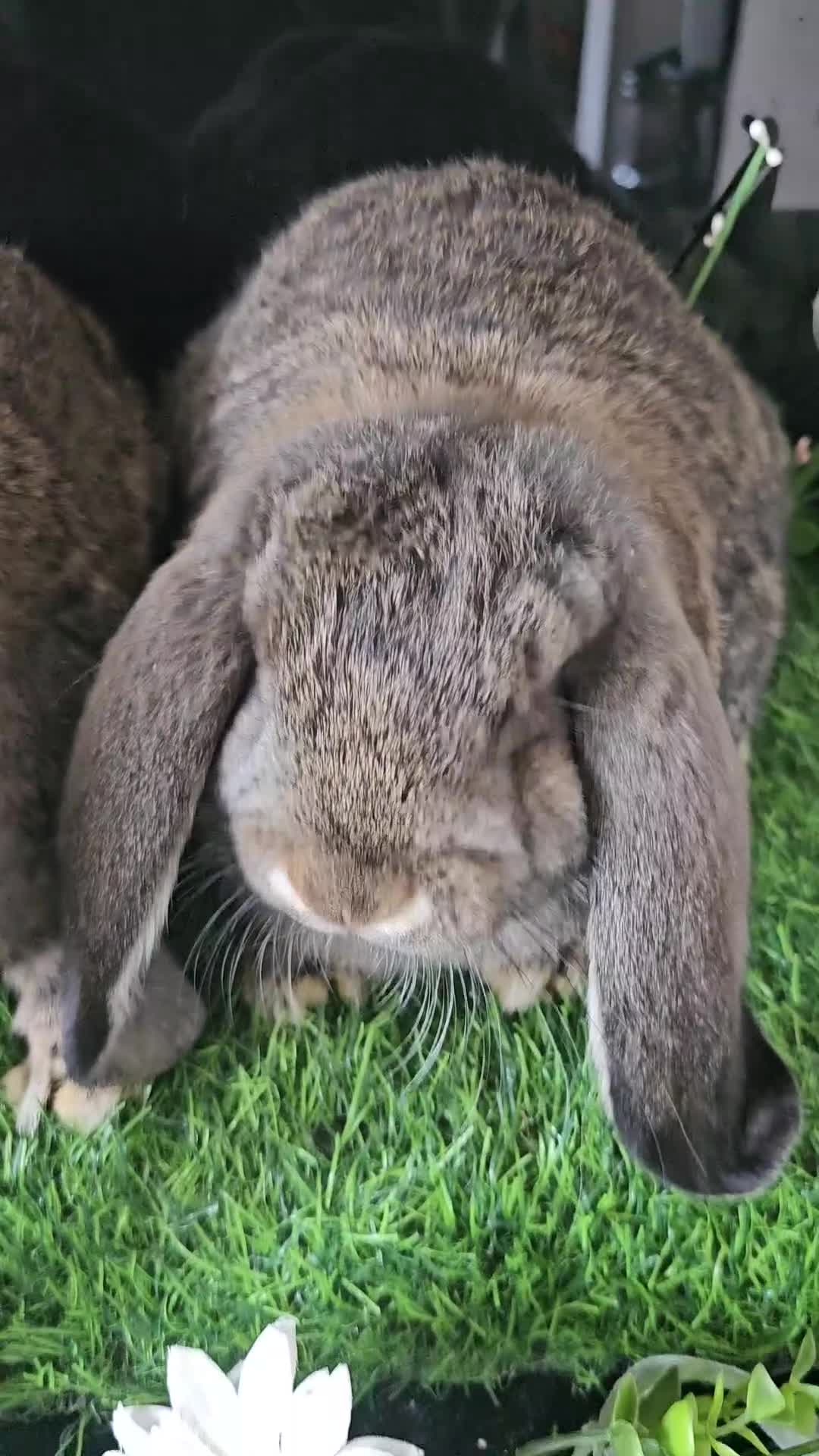French Lop rabbits for sale: Vaccinated Giant French Lops - Video 1