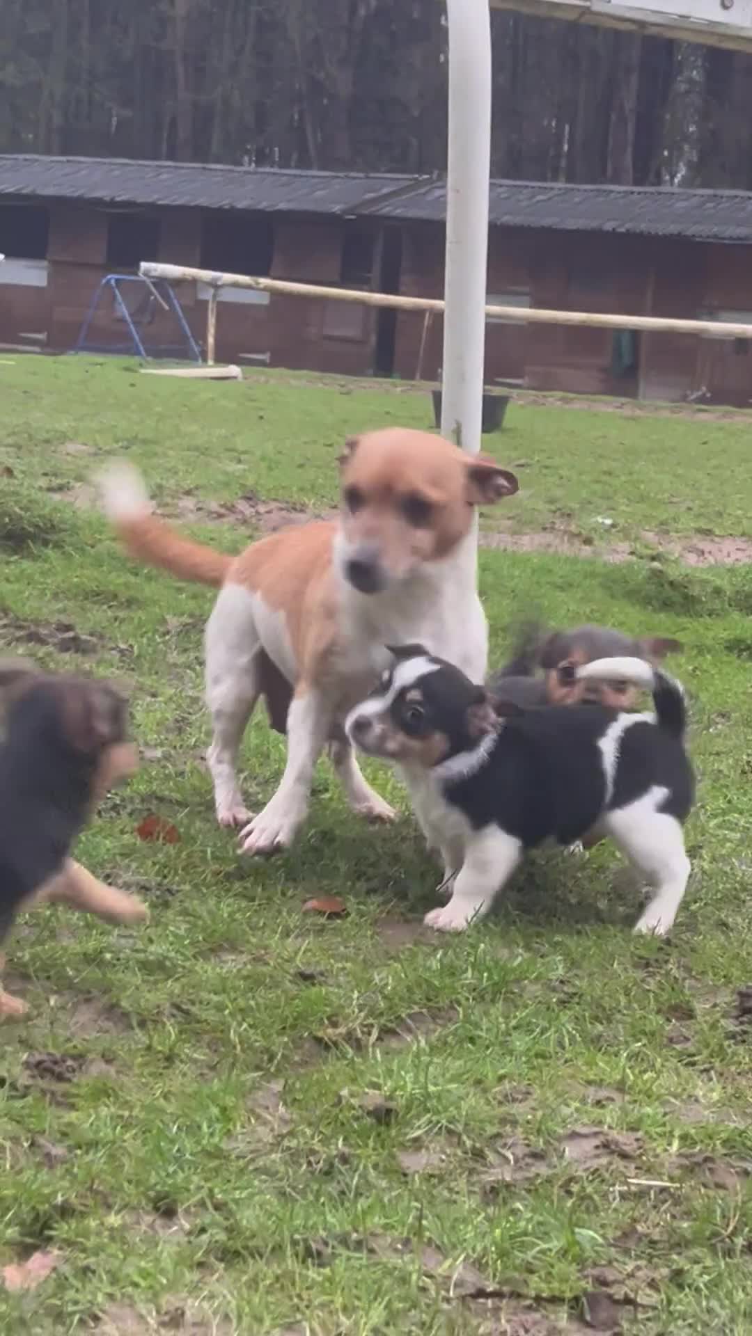 Mixed Breed dogs for sale: Gorgeous Jackchi pups  - Video 1
