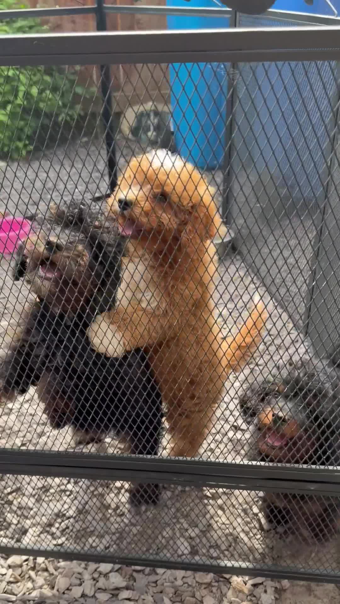 Cavapoo dogs for sale:  Toy Cavapoo health tested f1b ready to go  - Video 2