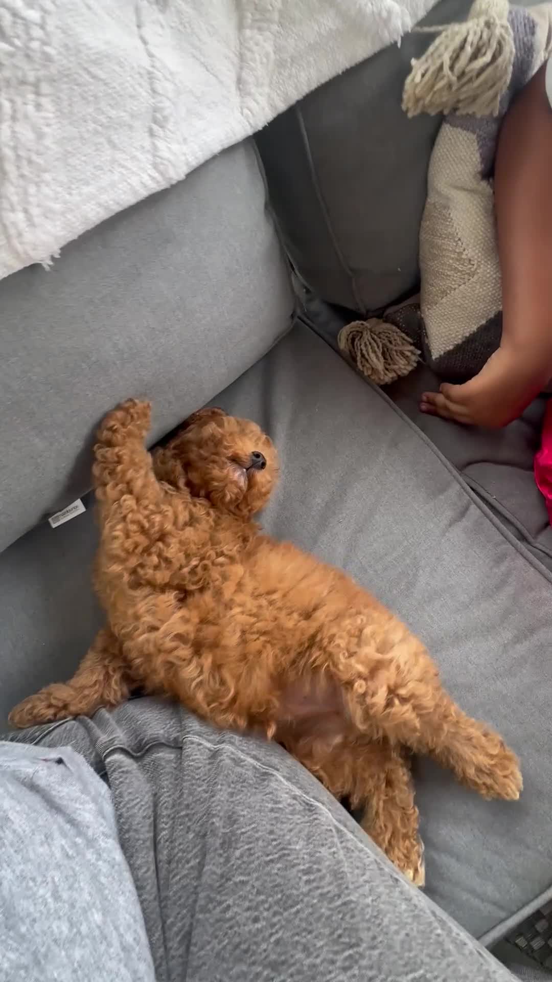 Cavapoo dogs for sale: 10 Week Male Cavapoo Puppy Looking 4 Loving Home in Ashford - Video 1