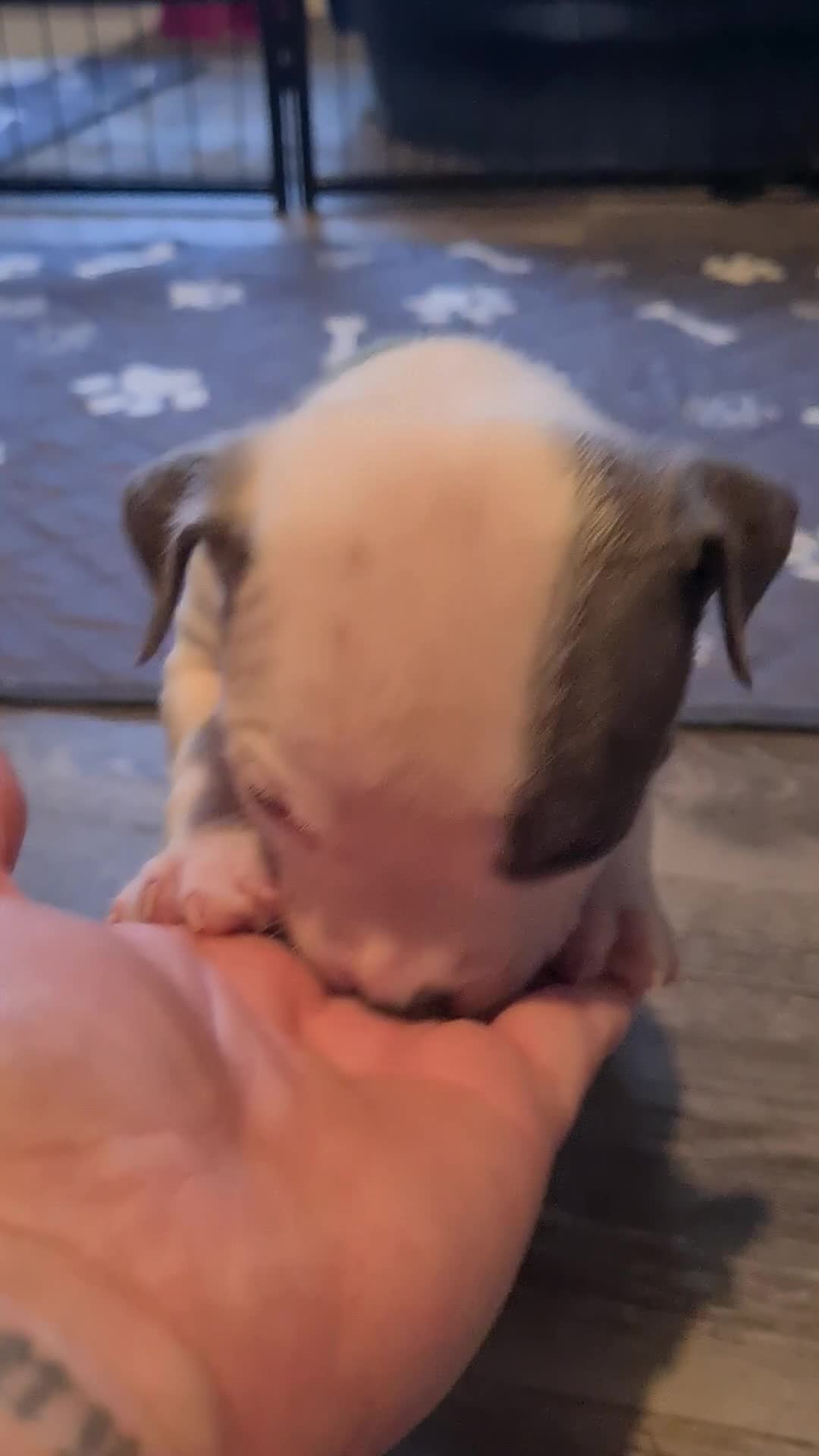 American Bully dogs for sale: Beautiful amarican pocket bullys  - Video 1