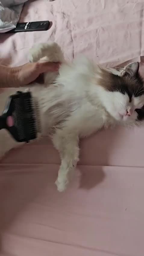 Ragdoll cats for sale: Bicolour ragdoll Bebe - Video 1