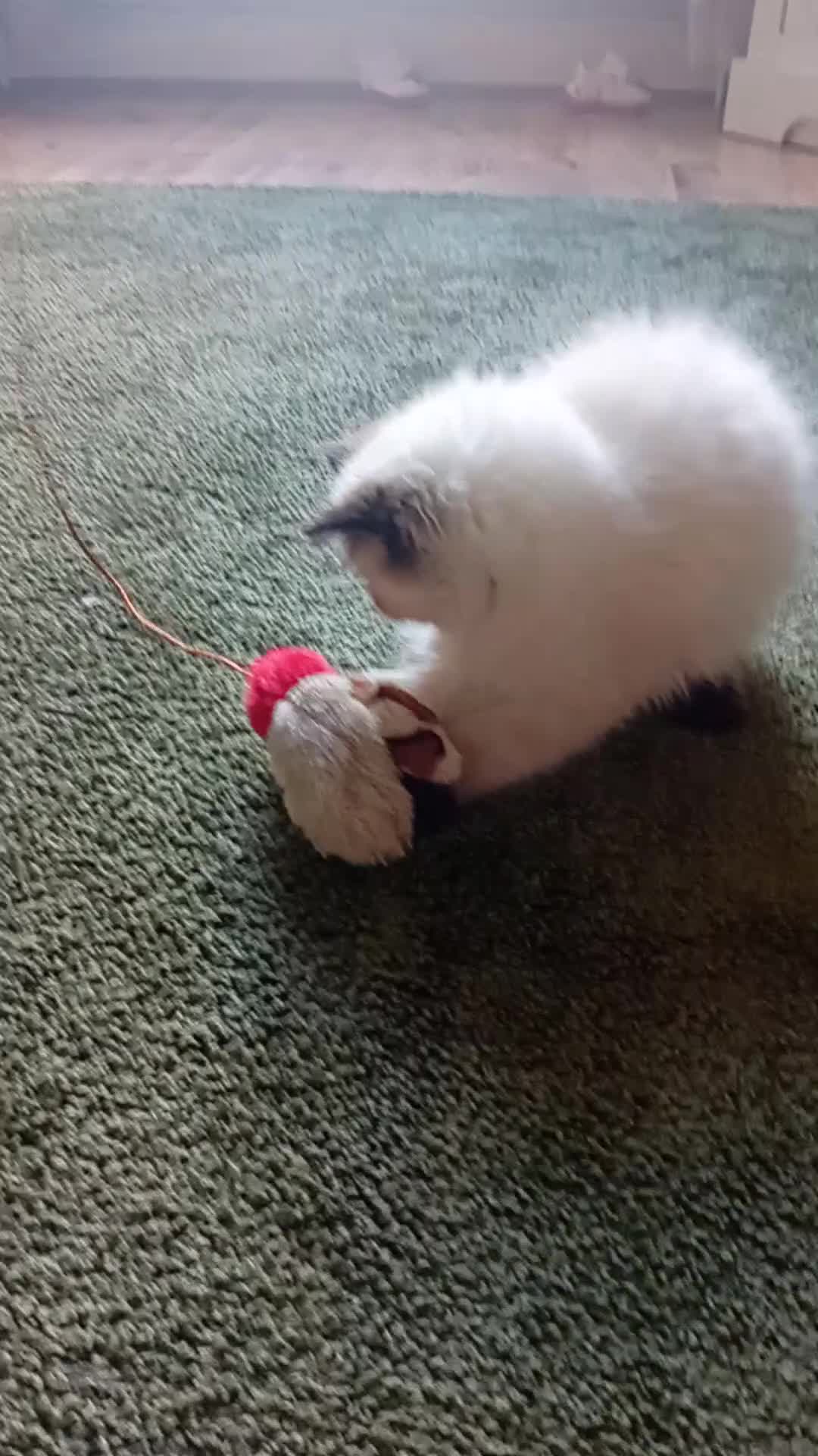 Persian cats for sale: Stunning colourpoint persian kitten - Video 2