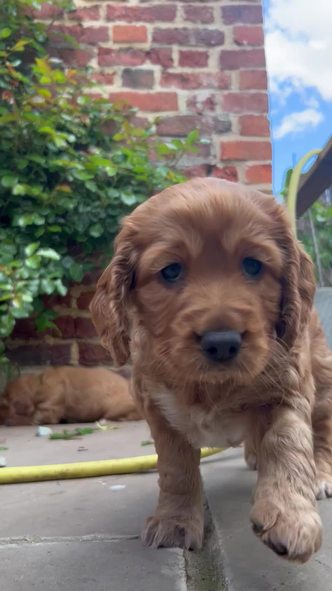 Cocker Spaniel dogs for sale:  Pedigree Red  Working workingCocker Spaniel  - Video 2