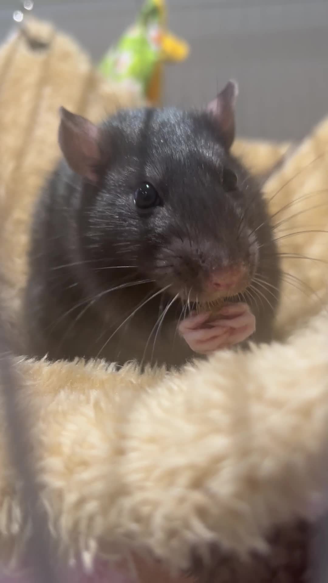 Rat rodents for sale: Benny and biscuit (two fancy rats) - Video 1