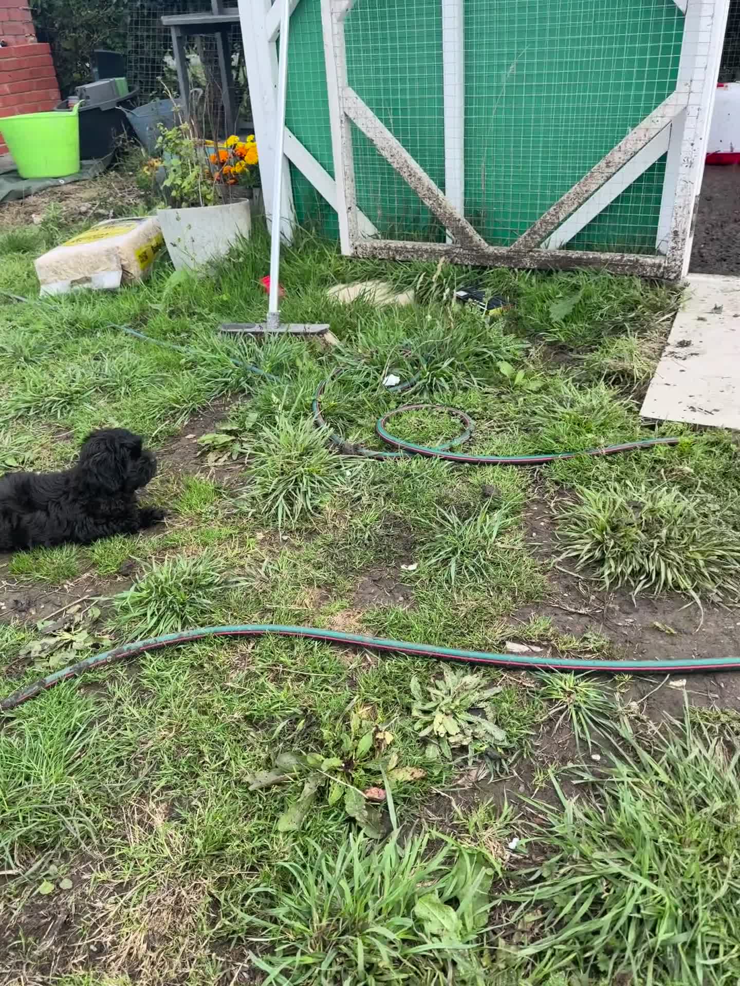 Mixed Breed dogs for sale: READY TO GO Rare Mikipoo puppy  - Video 3