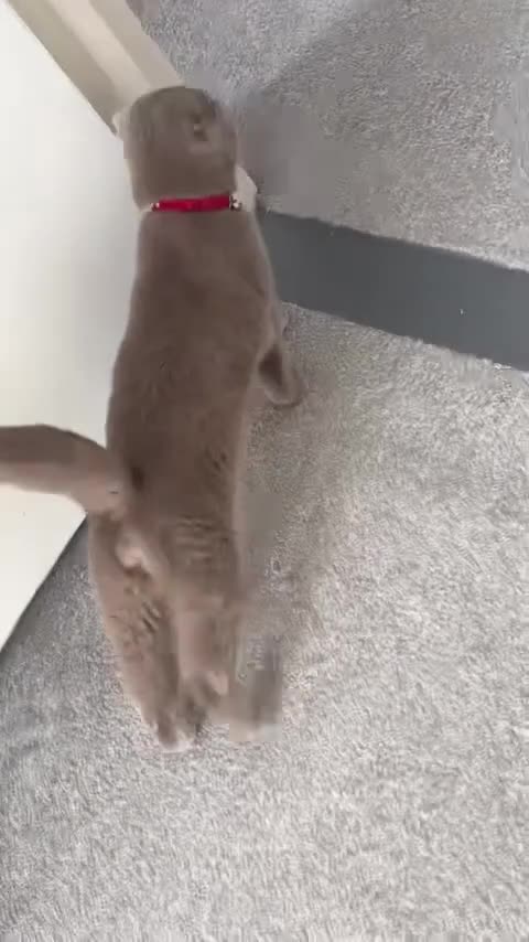 Scottish Fold cats for sale: Jayjay in Bristol - Video 2