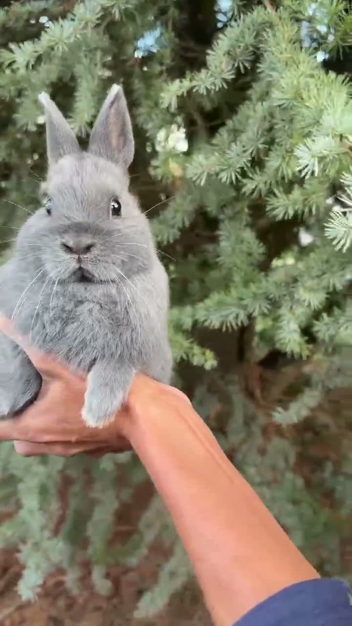 Netherland Dwarf rabbits for sale: Netherland Dwarf Baby Rabbit Male Buck  - Video 1