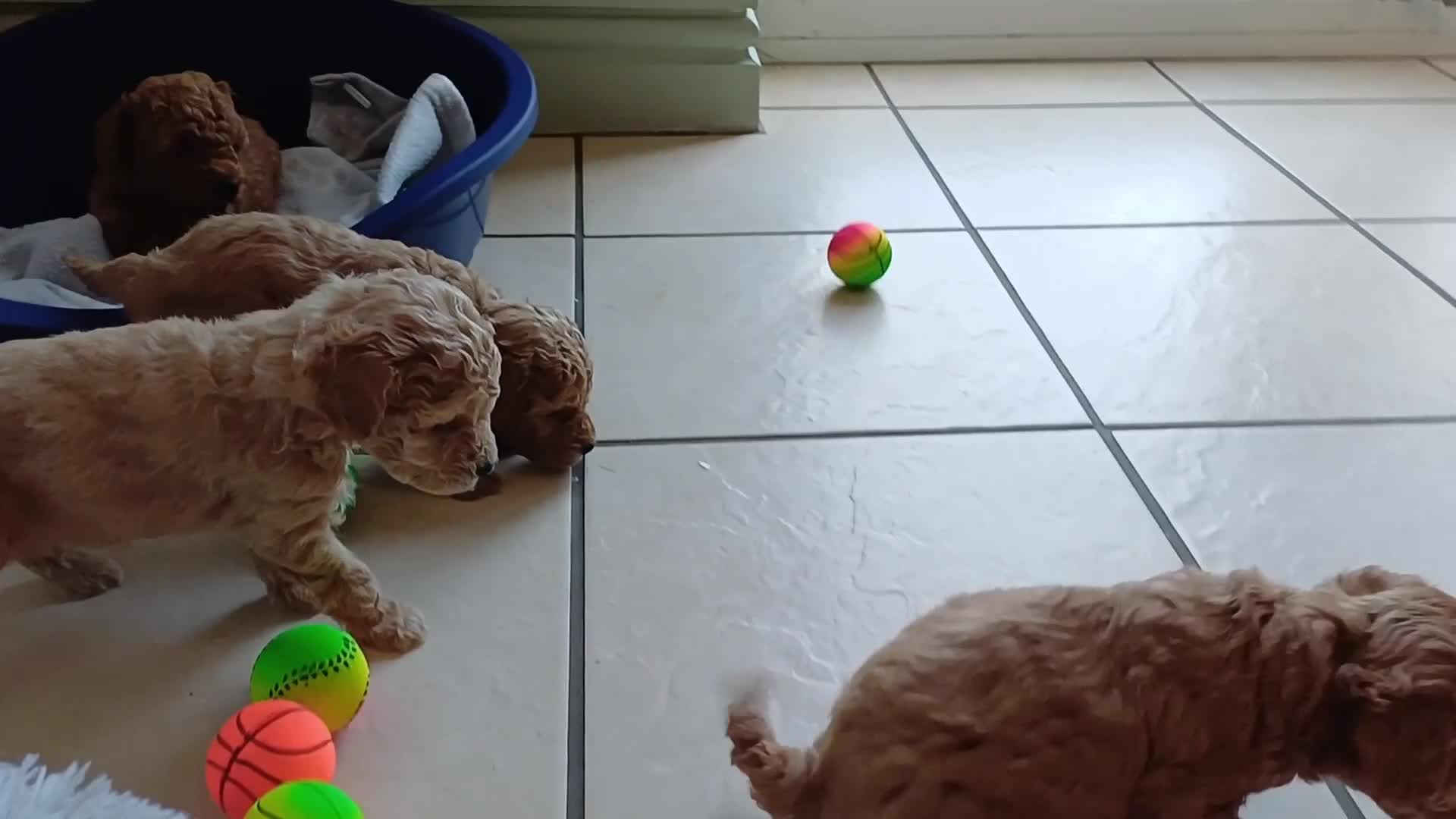 Toy Poodle dogs for sale: Charming Toy Poodle Puppies - Video 1