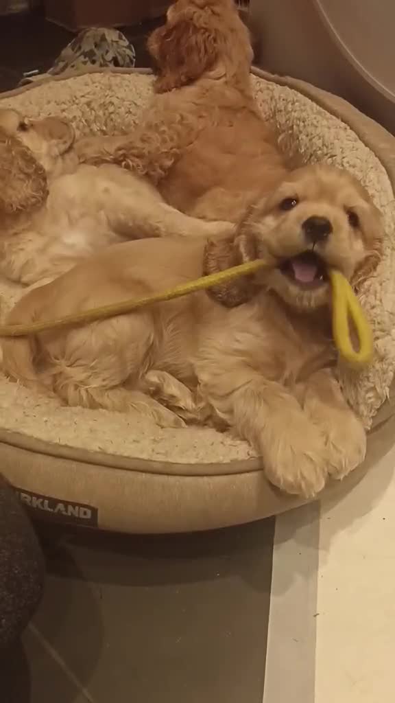 American Cocker Spaniel dogs for stud: American cocker spaniel for stud  in Sutton-in-Ashfield - Video 1