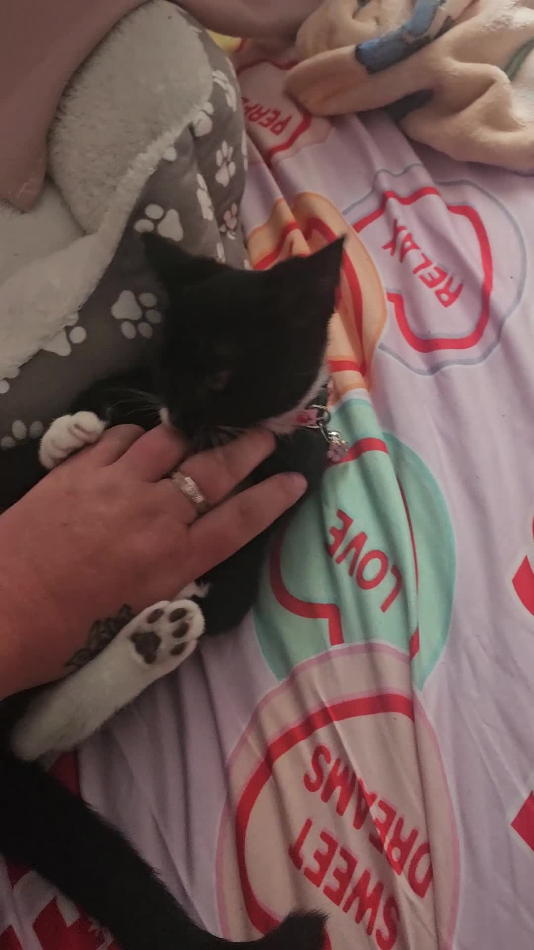 Domestic Shorthair cats for sale: Gorgeous 3 month old female - Video 1