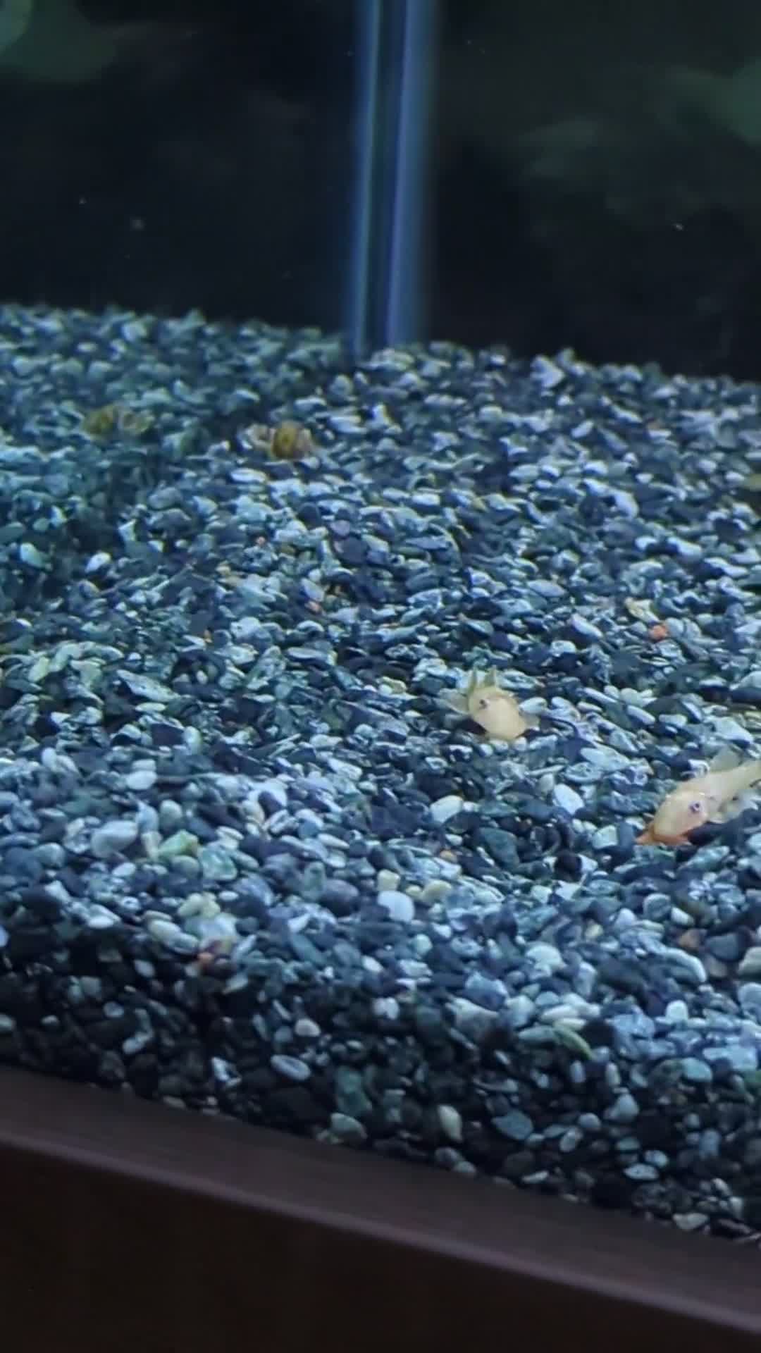Plecos fish for sale: L144 lemon blue eyed plecos  - Video 1